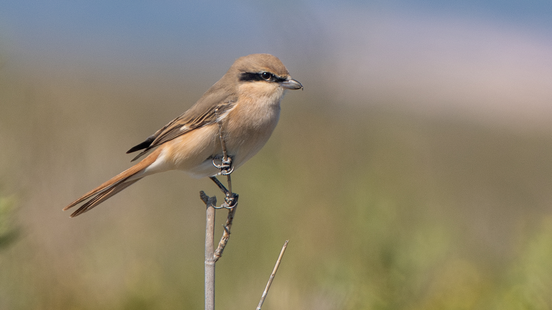 Isabelline Shrike